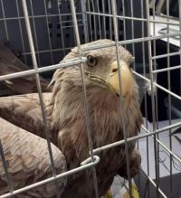 DVA ORLA BELOREPANA DOBILA ŠANSU ZA POVRATAK U PRIRODU