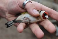 Oslobođene ptice pevačice, koje su protivzakonito držane