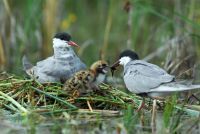 Ribnjak kažnjen za uništavanje gnezda zaštićenih ptica