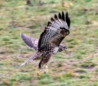 ŠEST PTICA GRABLJIVICA USPEŠNO PUŠTENE NA NJIHOVA PRIRODNA STANIŠTA