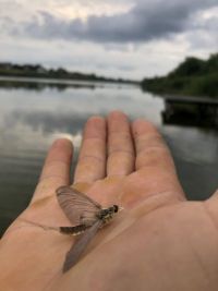 Необична појава на мртваји уз реку Тису – ројење тиског цвета