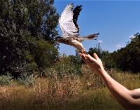 PTICE GRABLJIVICE NAKON OPORAVKA VRAĆENE U PRIRODU
