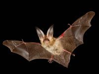 MEĐUNARODNA NOĆ SLEPIH MIŠEVA 2020.