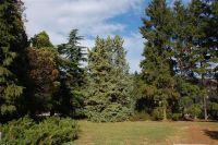 DONETA ODLUKA O PROGLAŠENJU SPOMENIKA PRIRODE “PARK INSTITUTA U SREMSKOJ KAMENICI”