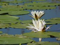 Područja sa međunarodnom zaštitom