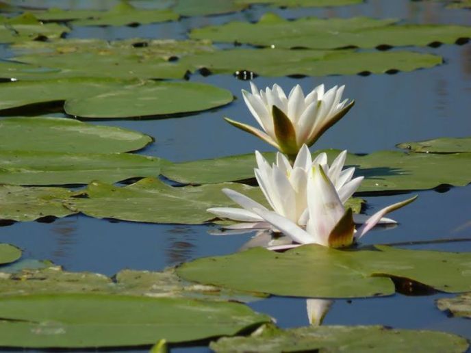 Područja sa međunarodnom zaštitom
