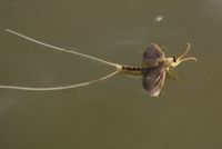 I Tamiš ima svoj cvet