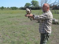 Stepski soko (Falco cherrug) uspešno vraćen u prirodu