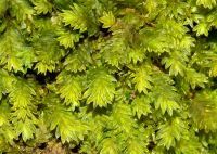 Pozivamo vas na otvaranje XI Međunarodne izložbe fotografija pod nazivom: "Sve dobre stvari su divlјe i slobodne!"