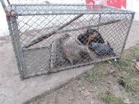 Uhvatio i držao u kavezu kopca, sledi mu prijava