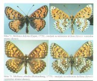 POZIV- FAUNA LEPIDOPTERA NACIONALNIH PARKOVA ĐERDAP, FRUŠKA GORA I TARA