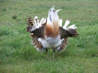 Strogo zaštićene divlje vrste