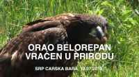 ORAO BELOREPAN VRAĆEN U PRIRODU