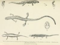 Herpetološka zbirka