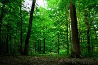 MEĐUNARODNI DAN ŠUMA - 21. MART