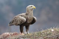 DORUČAK ZA BELOREPANE NA FRUŠKOJ GORI