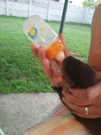 Vidra Cole dobila šansu da preživi