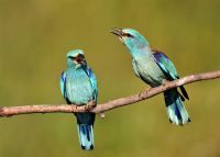 FOTO IZLOŽBA „PRIRODA VOJVODINE“, KC VRŠAC, 21. MART 2018.