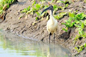 Nova vrsta ptice za Hrvatsku – afrički sveti ibis