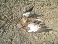 Trovanje životinja tokom vanrednog stanja: ekološka šteta od 1.455.000 dinara