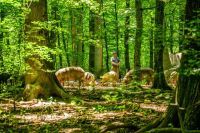 Bosutske šume uskoro postaju zaštićeno područje