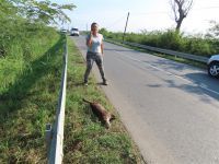 ZBRINJAVANJE POVREĐENE VIDRE NA PUTU KOD BAČKOG GRADIŠTA