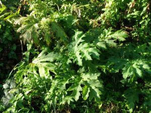 Zaustavimo širenje Heracleum mantegazzianum!