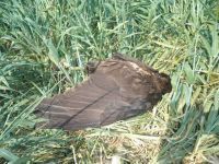 Okolina Bačke Topole – neugašeno žarište trovanja divljih životinja