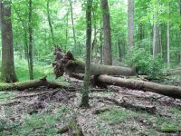 MEĐUNARODNI DAN ŠUMA, 21.mart 2017.