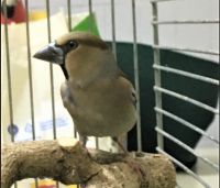 Batokljun pronađen u Futoškom parku u Novom Sadu