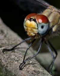 POZIV - FOTOGRAF U CARSTVU PRIRODE - MILAN ŽIVKOVIĆ