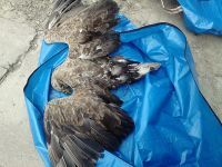 Saopštenje za javnost povodom slučajeva trovanja zaštićenih vrsta zbog neodgovrne upotrebe pesticida