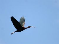 IBISI I KAŠIČARI PONOVO GNEZDE NA OBEDSKOJ BARI POSLE VIŠE DECENIJA ODSUSTVA