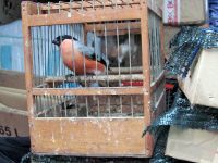 Kruševljanin kažnjen zbog trgovine zaštićenim pticama u Pančevu