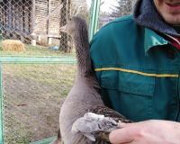 Osakatio pa prodavao zaštićene ptice