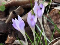 Nova vrsta biljke otkrivena na Fruškoj gori – šafran (Crocus tommasinianus Herb.)