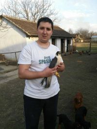 Sivi soko (Falco peregrinus) uspešno zbrinut i vraćen u prirodu