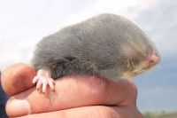 Spašavaju vojvođansko slepo kuče od izumiranja