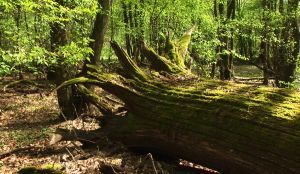 Strogi rezervat prirode