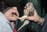 20 PTICA GRABLJIVICA VRAĆENO U DIVLJINU