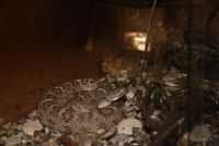 ZAPLENjENE ZMIJE OTROVNICE U KUPINOVU