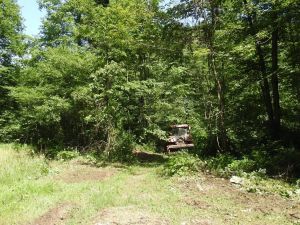 Započelo uklanjanje invazivnih biljaka na pilot područjima