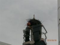 Rodino gnezdo premešteno na sigurnu lokaciju unutar fabrike “Sintelon” u Bačkoj Palanci