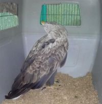 Zbrinut iznemogli orao belorepan