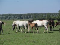 “DAN STOČARA” NA KRČEDINSKOJ ADI