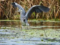 Zaštićene divlje vrste
