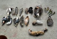 U zamrzivaču u Zrenjaninu pronađene i oduzete mrtve jedinke strogo zaštićenih vrsta ptica i sisara