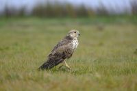 „Soko“ sokolu gnezdo učinio