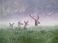 OTVORENA IZLOŽBA FOTOGRAFIJA „PRIRODA SRBIJE“