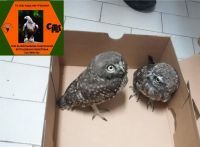 ZBRINUTE ZAŠTIĆENE DIVLJE VRSTE PTICA